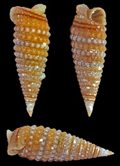 Coriophora ustulata