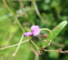 Desmodium paniculatum paniculatum