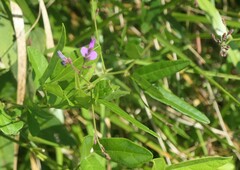 Desmodium paniculatum paniculatum