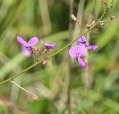 Desmodium paniculatum paniculatum