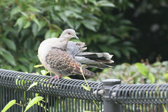 Streptopelia orientalis