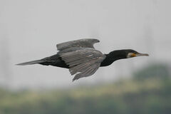 Phalacrocorax carbo