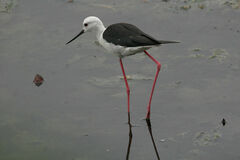 Himantopus himantopus