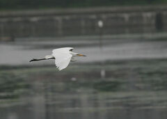 Ardea alba