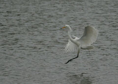 Ardea alba