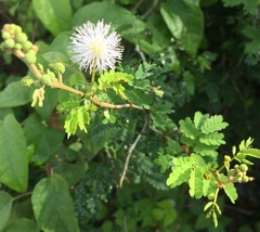 Mimosa bahamensis
