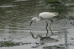 Egretta garzetta