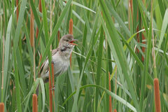 Acrocephalus orientalis