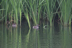 Tachybaptus ruficollis