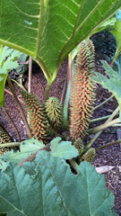 Gunnera tinctoria