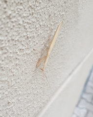 Mantis religiosa