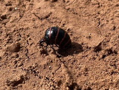 Megetra punctata