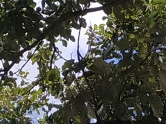 Thraupis palmarum