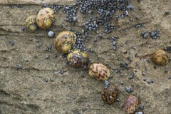Nerita peloronta