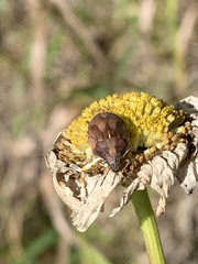 Homaemus aeneifrons