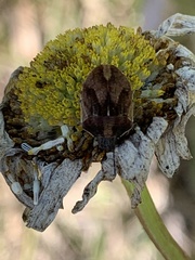 Homaemus aeneifrons