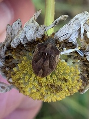 Homaemus aeneifrons