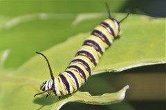 Danaus plexippus portoricensis