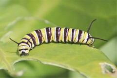 Danaus plexippus portoricensis