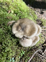 Lactarius pseudomucidus