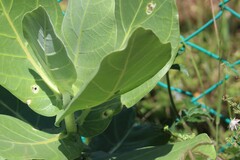 Danaus plexippus portoricensis