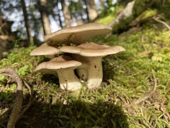 Lactarius pseudomucidus