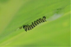 Danaus plexippus portoricensis