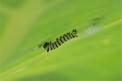 Danaus plexippus portoricensis