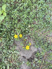 Ludwigia peploides peploides