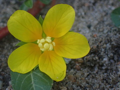 Ludwigia peploides peploides