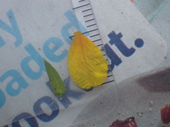 Ludwigia peploides peploides