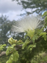 Havardia acatlensis