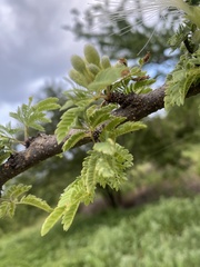 Havardia acatlensis