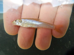 Notropis sabinae
