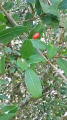 Erythroxylum myrsinites