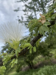 Havardia acatlensis
