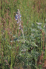 Lupinus leucophyllus erectus