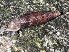 Macrogastra ventricosa