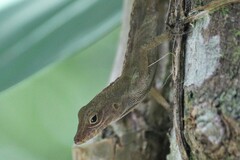 Anolis gundlachi