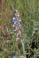 Lupinus leucophyllus erectus