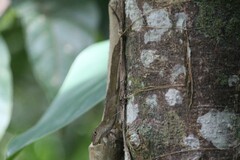 Anolis gundlachi