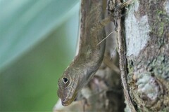 Anolis gundlachi