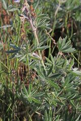 Lupinus leucophyllus erectus