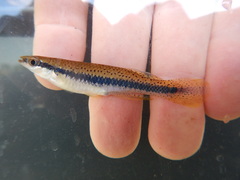 Fundulus olivaceus