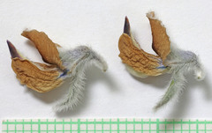 Lupinus leucophyllus erectus