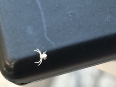 Thomisus onustus