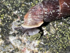 Macrogastra ventricosa