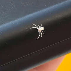 Thomisus onustus