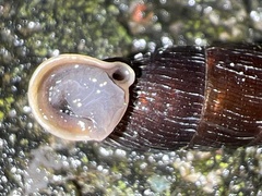 Macrogastra ventricosa