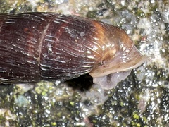 Macrogastra ventricosa